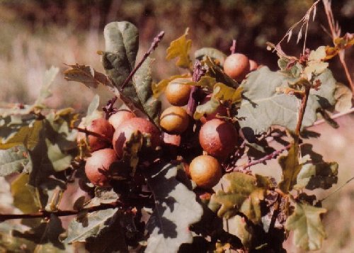 Oak marble galls